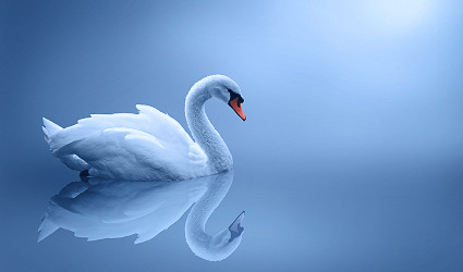 The White Swan: Growth in the Time of Corona | Krishna K Gupta